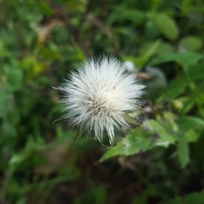 Lactuca virosa — flower