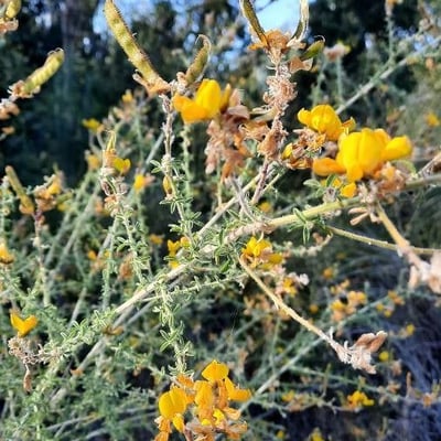 Adenocarpus complicatus — flower