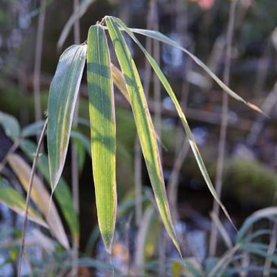 Arundinaria gigantea — flower