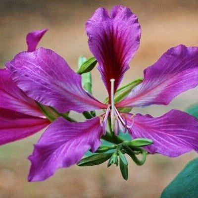 Bauhinia purpurea — flower