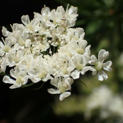 Laserpitium latifolium — flower