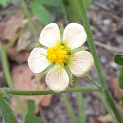 Herissantia crispa — flower