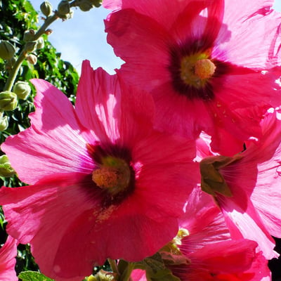 Alcea setosa — flower