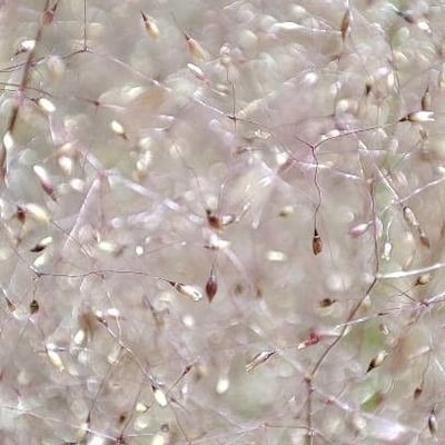 Aira elegantissima — flower