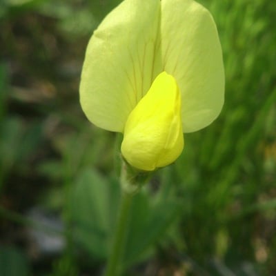 Lotus maritimus — flower