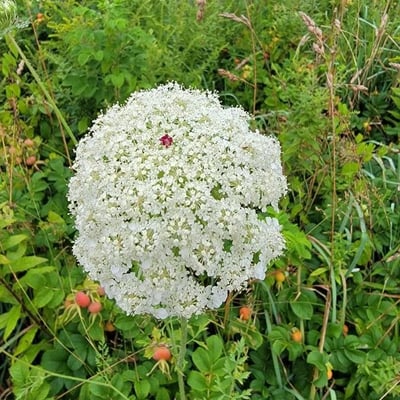 Daucus pusillus — flower