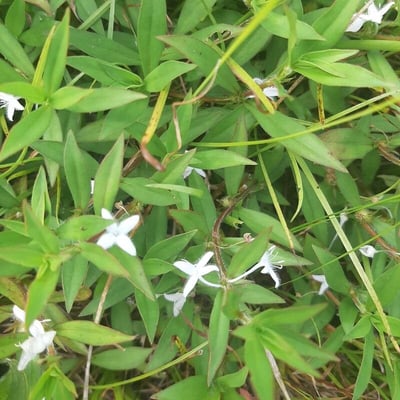 Diodia virginiana — flower
