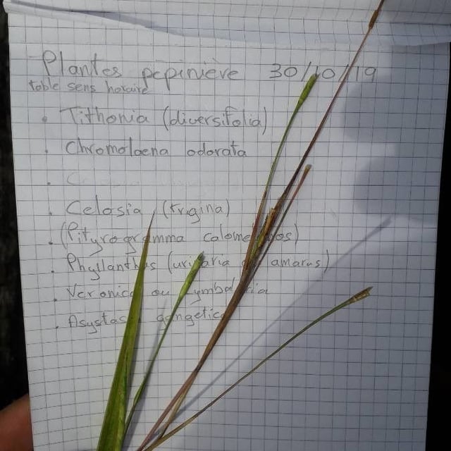 Rottboellia cochinchinensis — flower