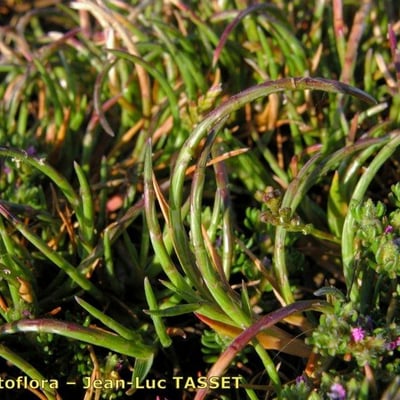 Parapholis incurva — flower
