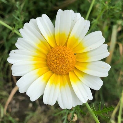 Glebionis coronaria — flower