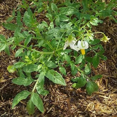 Solanum triflorum — flower