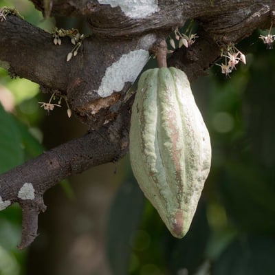 Theobroma cacao — flower