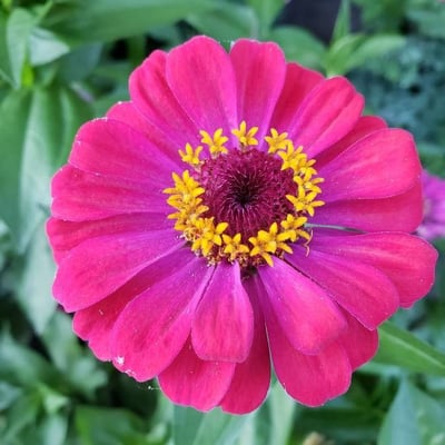Zinnia peruviana — flower