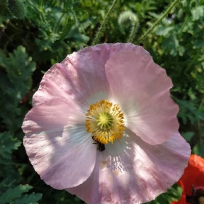 Papaver somniferum — flower
