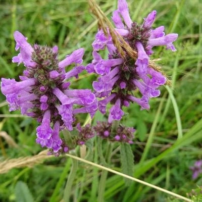 Stachys officinalis — flower