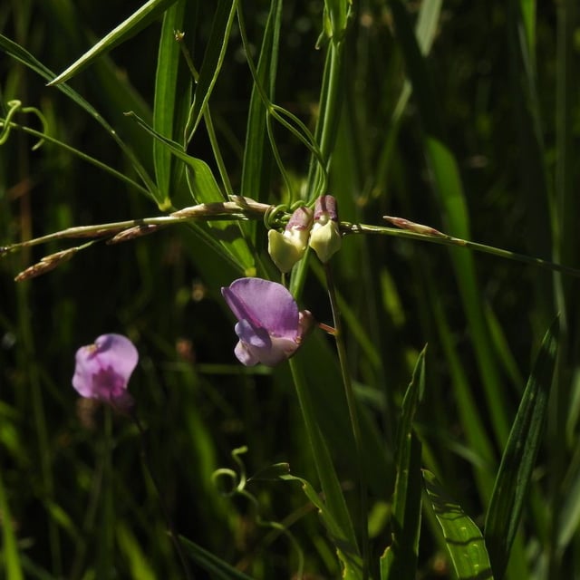 Lathyrus palustris — flower