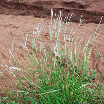 Schoenefeldia gracilis — habit
