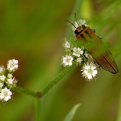 Torilis leptophylla — flower