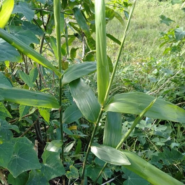 Agrostis mertensii — leaf