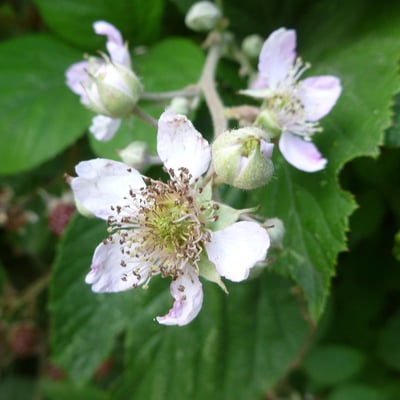 Rubus macrophyllus — flower