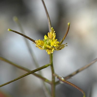 Sisymbrium erysimoides — flower