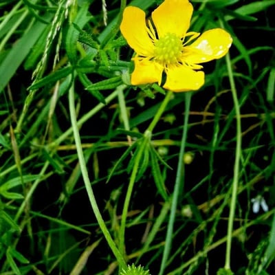 Ranunculus auricomus — flower