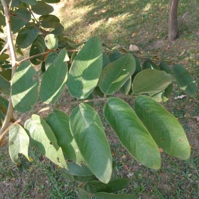 Senna silvestris — leaf
