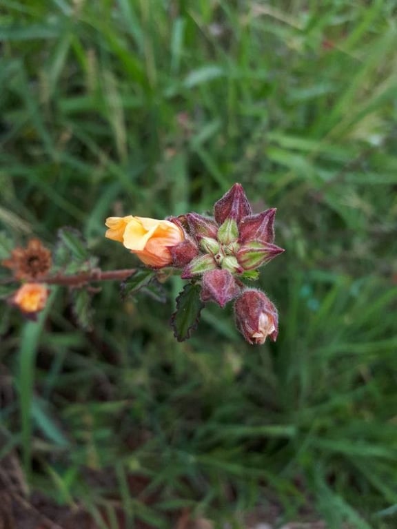 Country-mallow