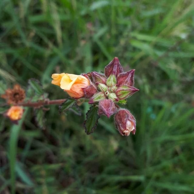 Sida cordifolia — flower