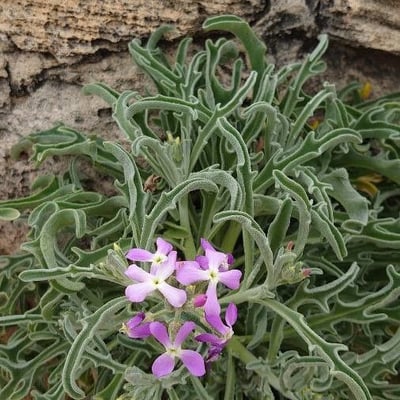 Matthiola sinuata — flower