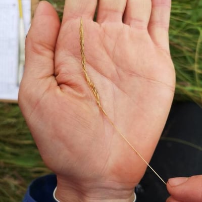 Elymus violaceus — leaf