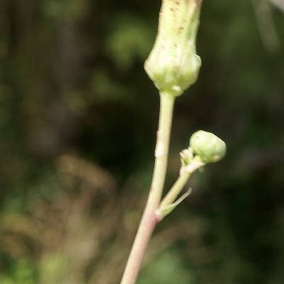 Sonchus maritimus — flower