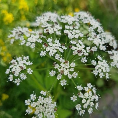 Ammi majus — flower