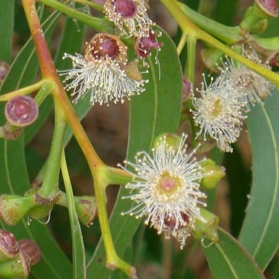 Eucalyptus camaldulensis — flower