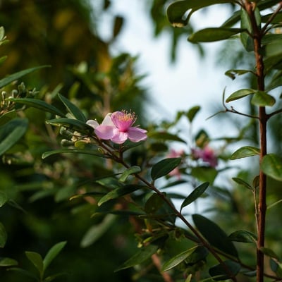 Rhodomyrtus tomentosa — flower