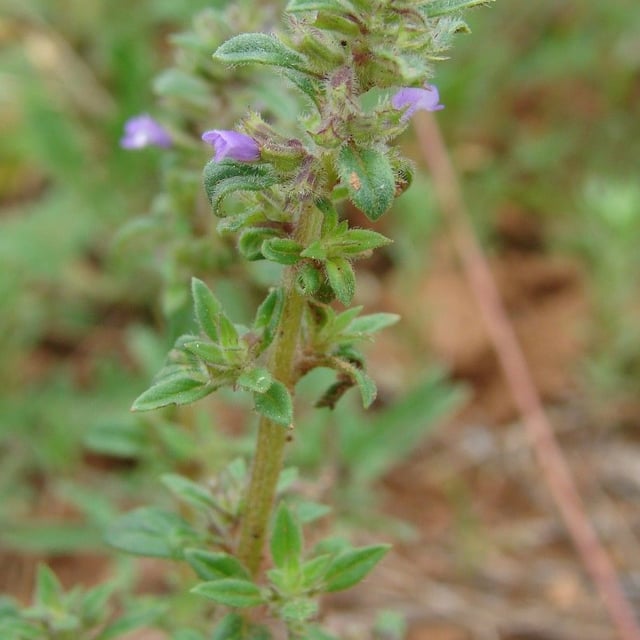 Clinopodium acinos — flower
