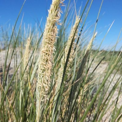 Ammophila arenaria — flower