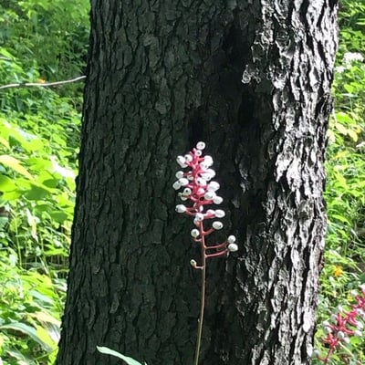 Actaea pachypoda — flower