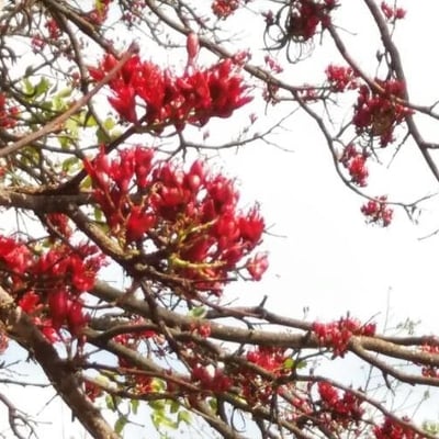 Schotia brachypetala — flower