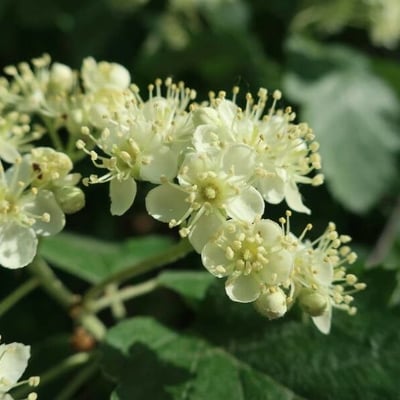 Scandosorbus intermedia — flower