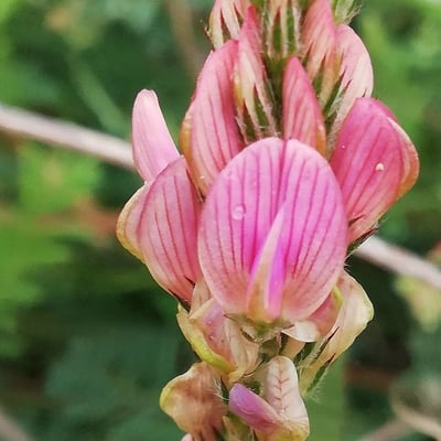 Onobrychis viciifolia — flower
