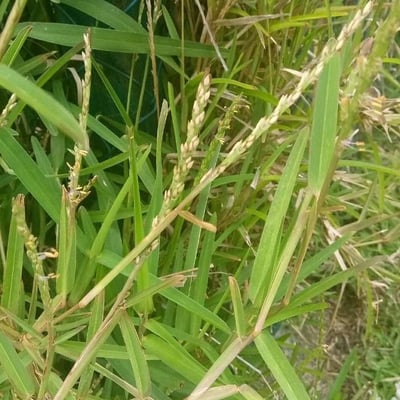Stenotaphrum secundatum — flower