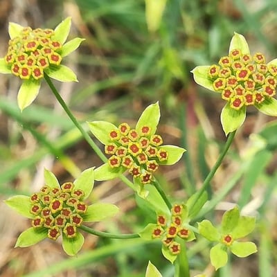 Bupleurum ranunculoides — flower