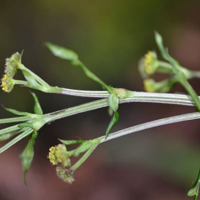 Sanicula crassicaulis — flower