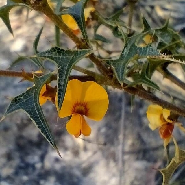 Podolobium ilicifolium — flower