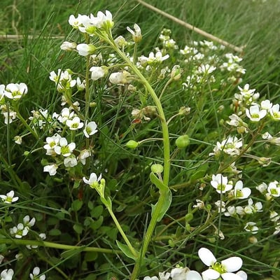 Cochlearia anglica — flower