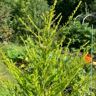 Solidago altissima — flower