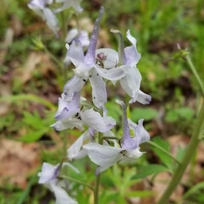 Delphinium carolinianum — flower