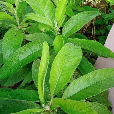 Blumea balsamifera — leaf
