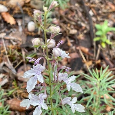 Teucrium pseudochamaepitys — flower
